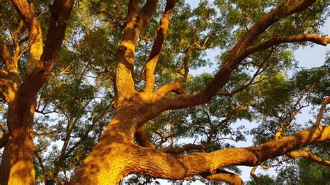 The Milkwood Tree - A Captivating Tapestry Woven from Nature and Human Emotion!