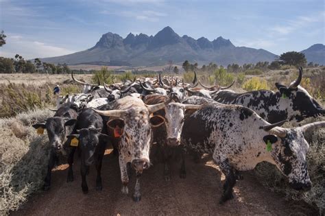 The Nguni Cow Herd A Vivid Tapestry Woven With Ancient Symbolism!