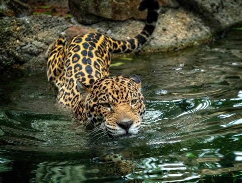 The Jaguar's Embrace: A Powerful Exploration of Nature and Spirituality!