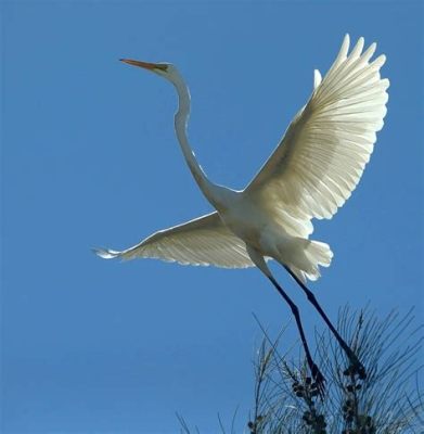 The White Heron: A Study in Serenity and Graceful Flight